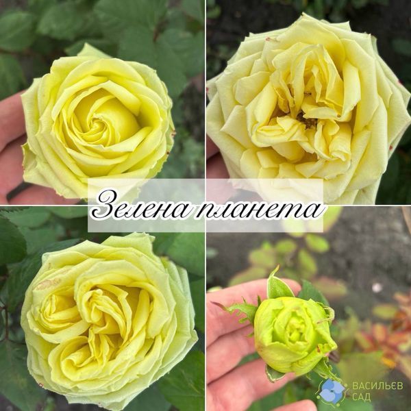 Троянда чайно-гібридна Зелена Планета 0616 фото