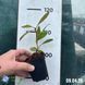 Саджанці рододендрону Владислав Локетек 0803 фото 4