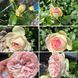 Троянда плетиста Еден Роуз 0501 фото 2