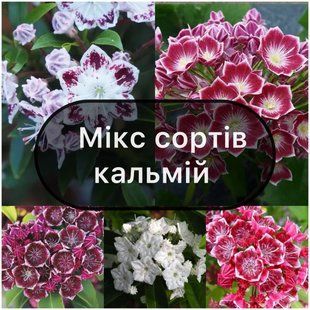 Мікс 5 сортів Кальмії 6009 фото