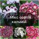 Мікс 5 сортів Кальмії 6009 фото 1