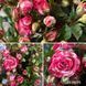 Троянда бордюрна Фаєрворкс 0409 фото 2