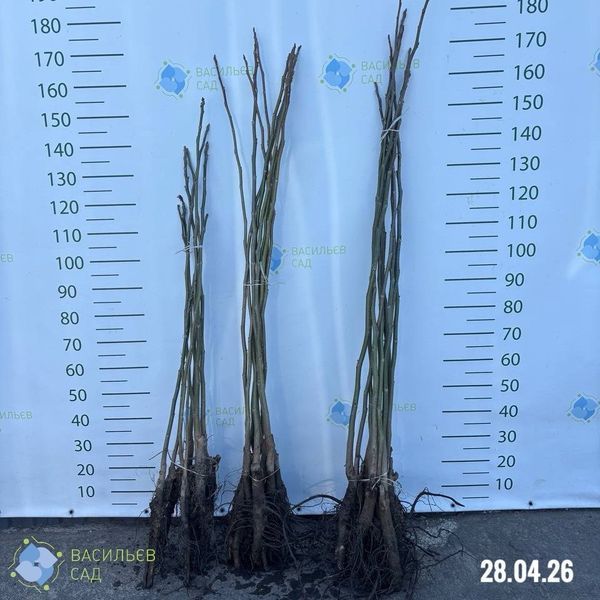 Саджанці грецького горіха Буковинська Бомба, Два роки 2701 фото