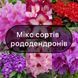 Мікс 5 сортів Рододендронів 0829 фото 1