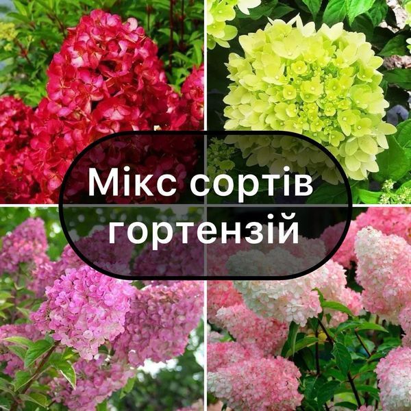 Мікс 5 сортів Гортензій 03116 фото Мікс 5 сортів Гортензій 03116 фото