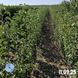 Азійська груша Секуї  2312 фото 4