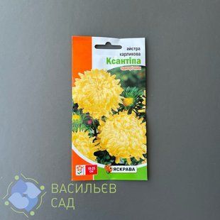 Айстра карликова Ксантіпа 7009 фото
