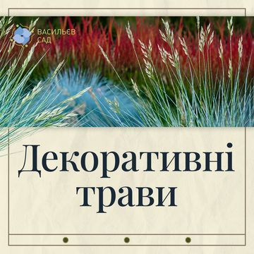 Декоративні трави