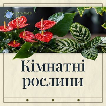 Кімнатні рослини