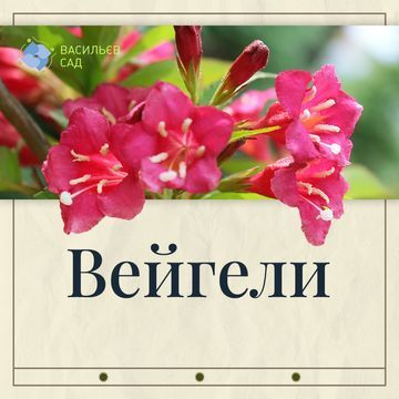 Вейгели