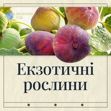 Екзотичні рослини