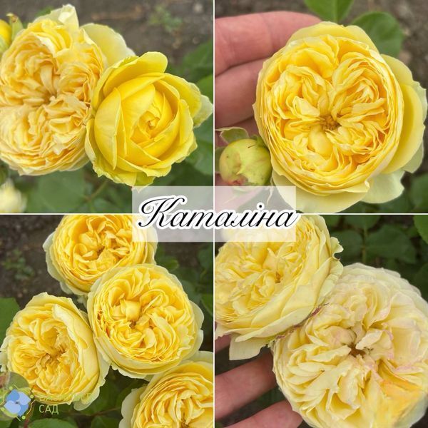 Троянда англійська Каталіна 0709 фото