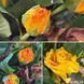 Троянда чайно-гібридна  Керіо 0601 фото 2