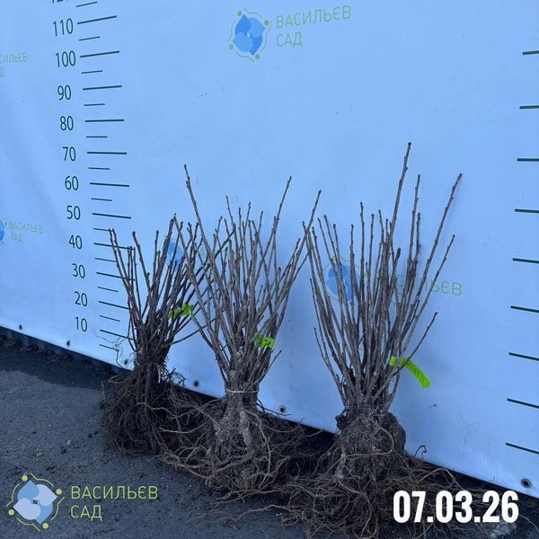 Порічка червона Джонкер Ван Тетс 3803 фото