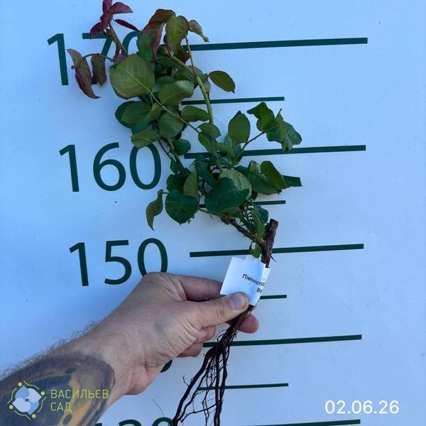 Троянда півонієподібна Ред Піано 0722 фото