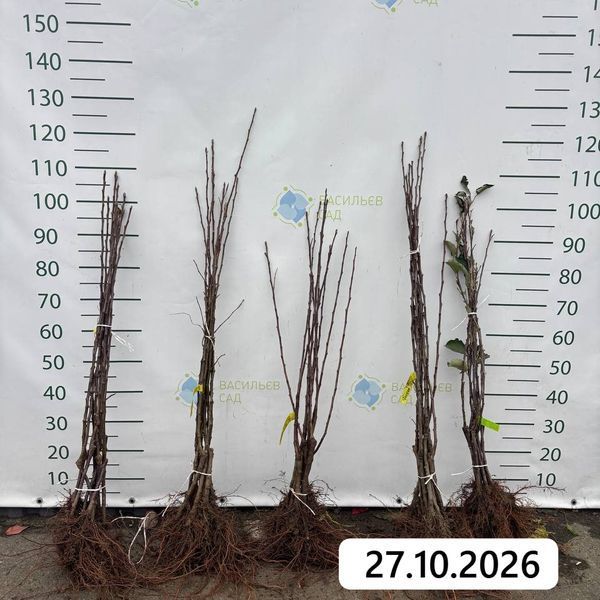 Яблуня Опал, 1 рік 2202-2 фото