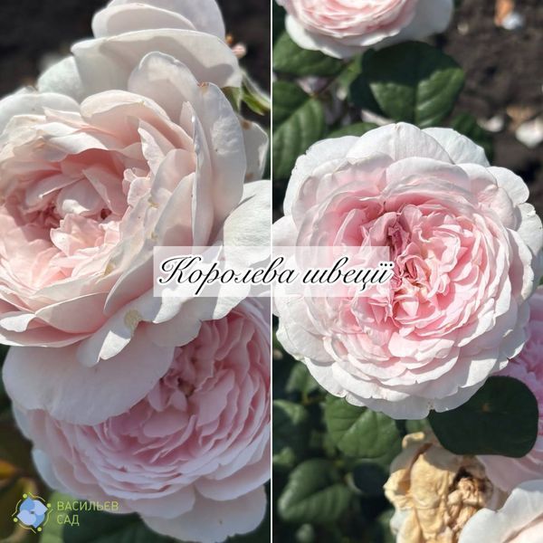 Троянда англійська Королева Швеції 0710 фото