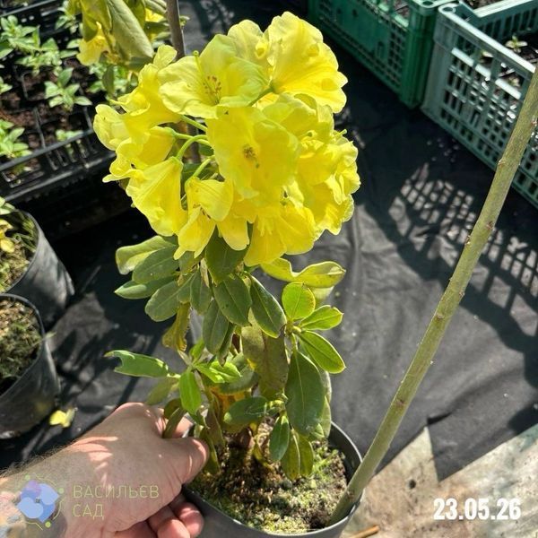 Саджанці рододендрону Сафрано, 3 роки 0822 фото